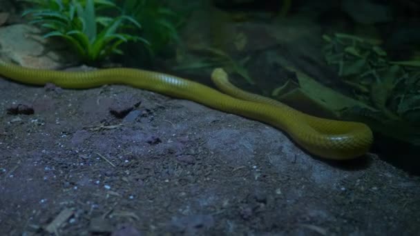 美丽的黄色蛇的遮掩 — 图库视频影像