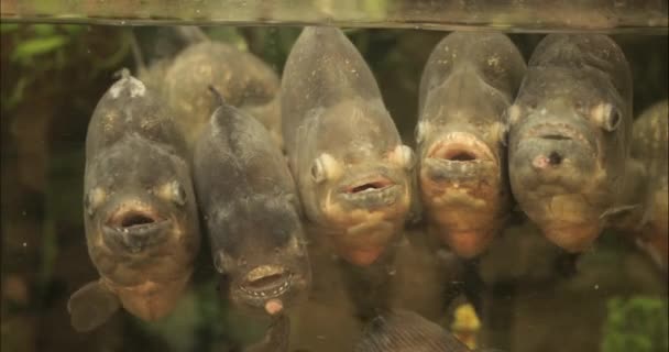 Dev Akvaryumdaki Balık Sürüsünde Birlikte Parana Balığı — Stok video