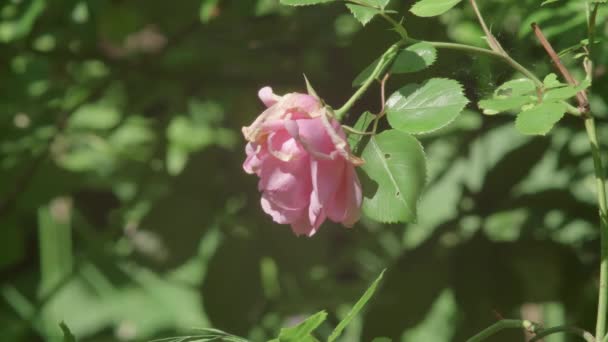 夏の終わりに庭に重いぶら下がりシングルピンクのバラの頭 — ストック動画