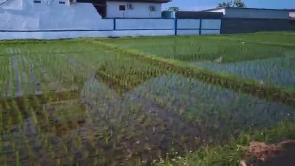 Rýžová Pole Venkově Ostrova Bali Indonésie Pohled Jedoucího Vozidla — Stock video
