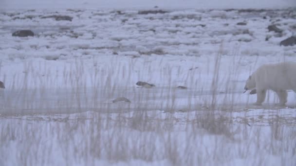 Lední Medvěd Kráčí Zamrzlé Řece Zasněžené Zimní Krajině Statické — Stock video