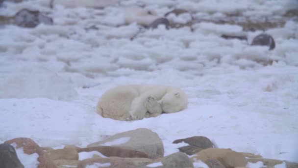 Ein Einzelner Eisbär Der Sich Für Ein Nickerchen Reinweißen Schnee — Stockvideo