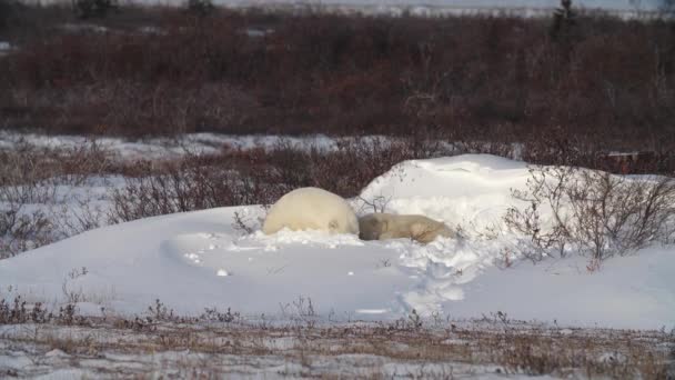 Polar Bears Curled Nap Shallow Pit White Snow Static — ストック動画