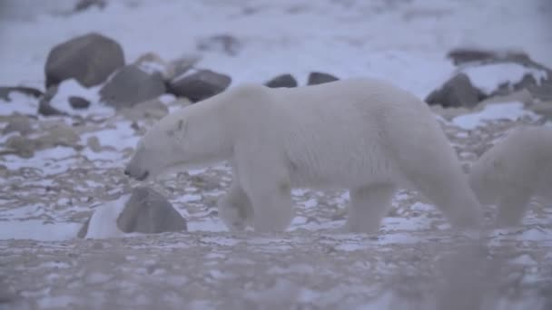 Close Van Ijsbeer Welp Die Door Rotsachtige Besneeuwde Gebieden Lopen — Stockvideo