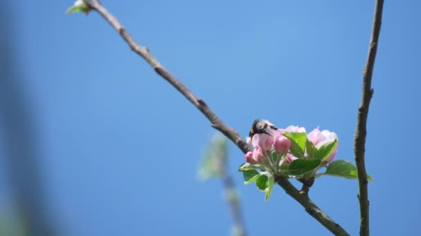 Närbild Ett Samla Pollen Från Vacker Rosa Blomma Blomma Mot — Stockvideo