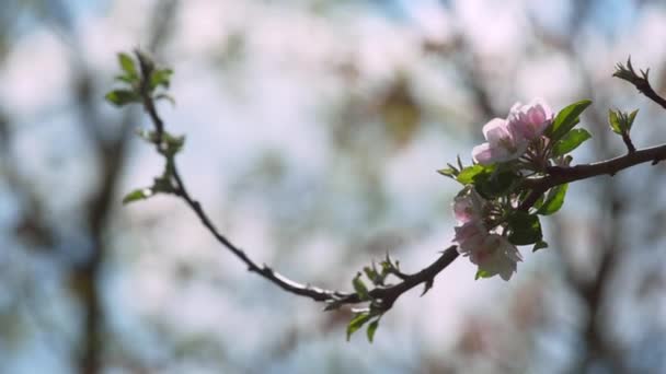 Een Prachtige Boomtak Met Roze Bloesems Tegen Een Onscherpe Natuurlijke — Stockvideo