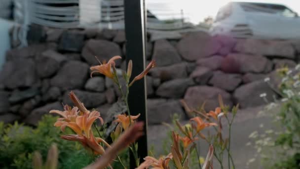 傍晚时分 花园里的一朵橙花 — 图库视频影像
