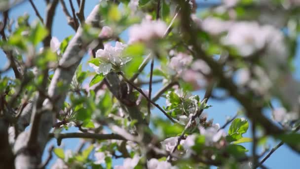 Close Kantel Een Mooie Boom Vol Roze Bloesems — Stockvideo