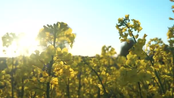 Blühende Rapsblütenwiese Rapsfeld Strahlenden Goldenen Sonnenschein Handgehaltener Dolly Shot — Stockvideo