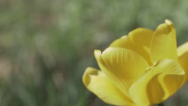 Dolly Dentro Sul Fiore Giallo Luminoso Del Tulipano Movimento Lento — Video Stock