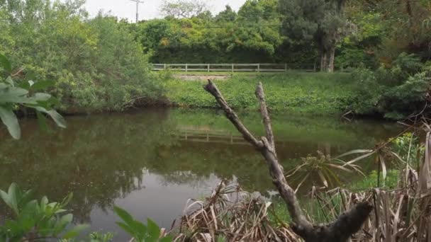 Seymour Farm Nature Reserve Bermudas — Vídeo de Stock