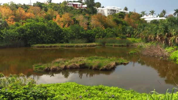 Natuurreservaat Seymour Farm Bermuda — Stockvideo