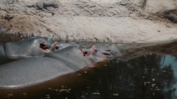 Два Бегемота Плавающие Бассейне Опасное Африканское Животное Средний Выстрел — стоковое видео
