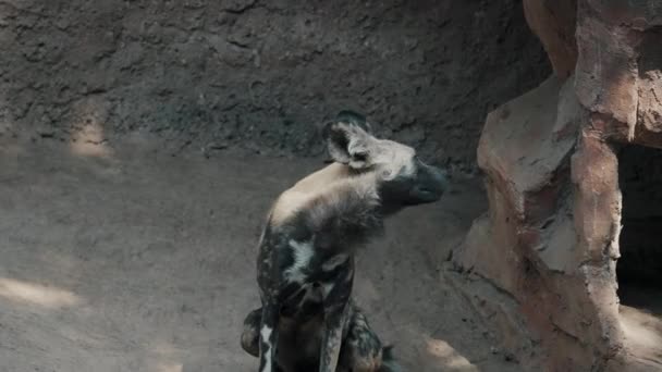 Close Tiro Cão Selvagem Africano Lobo Pintado Sentado — Vídeo de Stock