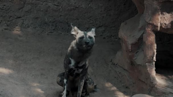 Cão Selvagem Africano Senta Boceja Sombra Casaco Camuflado Distintivo — Vídeo de Stock