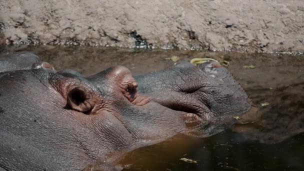 Hippo Escapes Heat Cooling Waterhole Close Head Shot — Stock Video