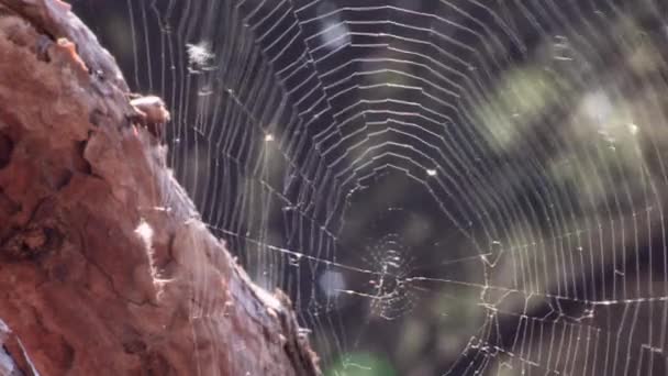 Εικόνα Ενός Μεγάλου Ιστού Αράχνης Που Κινείται Τον Άνεμο — Αρχείο Βίντεο