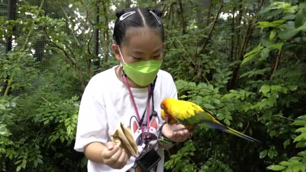 Asian Child Girl Love Bird Hand Asian Little Girl Playing — Video Stock