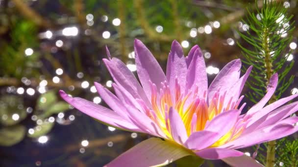 Stunning Pink Yellow Water Lily Flower Surrounded Rain Droplets Reflecting — Stock Video