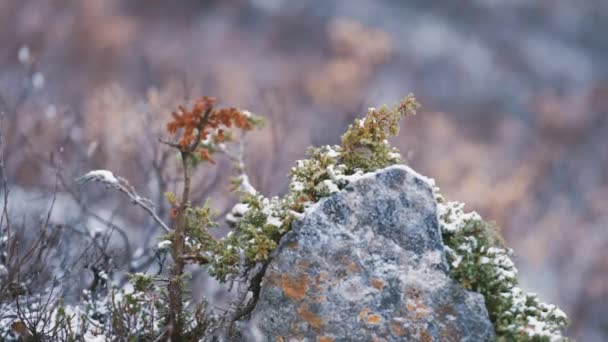 Pierwszy Śnieg Wiecznie Zielonych Krzakach Kamieniach Uschniętej Trawie Tundrze Zwolniony — Wideo stockowe