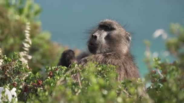 Babouin Mâle Grattant Tout Mâchant Mangeant Des Fruits Dans Luxuriante — Video