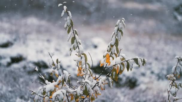 最初の雪はゆっくりとカラフルな秋の葉に落ちます スローモーション パン左 — ストック動画