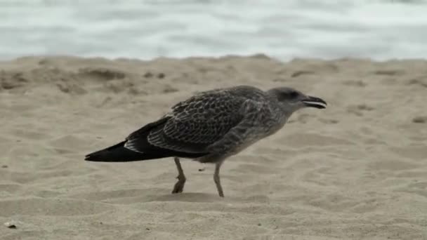 Jonge Grijze Meeuw Zeevogel Wandelen Het Zandstrand — Stockvideo