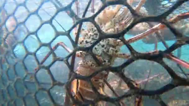Live Wild Caught Spiny Lobsters Trap Underwater Caribbean Sea Crawl — Vídeos de Stock