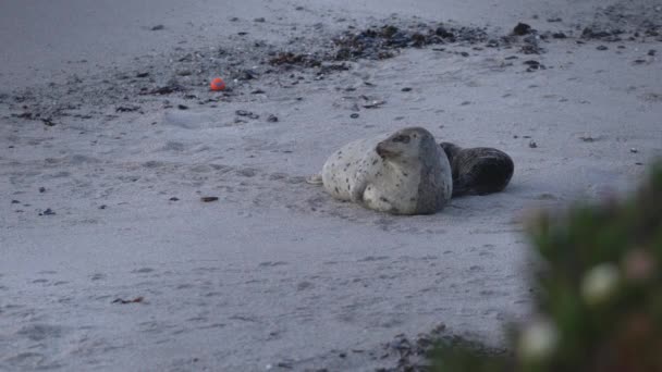 Selos Porto Pós Parto Mamãe Filhote Cachorro Brincalhão Monterey California — Vídeo de Stock