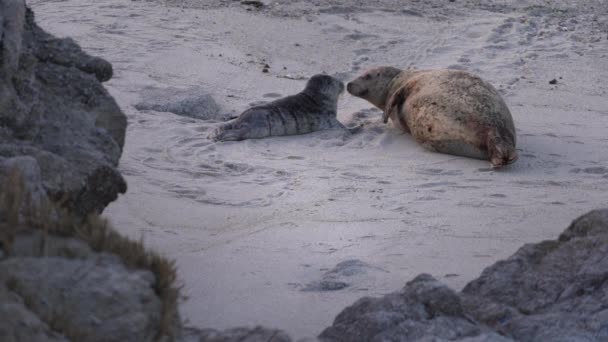 캘리포니아 몬테레이의 바다표범입니다 엄마는 아기와 문지르고 — 비디오