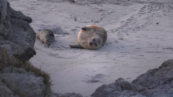 Saison Des Bébés Phoques Communs Monterey Californie — Video