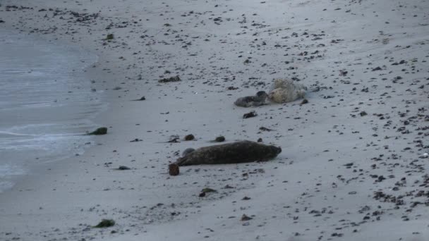 Harbor Seals Rubbing Noses Mom Baby Seal Pup Showing Love — Stock Video