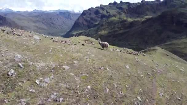 Drone Κλιπ Της Alpaca Στέκεται Στα Βουνά Του Περού — Αρχείο Βίντεο