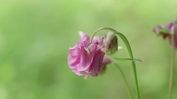 Delicate Pink Columbine Flower Slightly Moving Wind Slow Motion — ストック動画