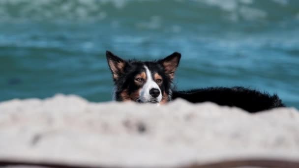 Collie Σκυλί Στην Παραλία Άμμο Και Κύματα — Αρχείο Βίντεο