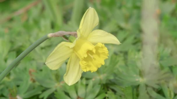 Daffodil Rytmicky Pohybující Větru Zelená Příroda Pozadí — Stock video