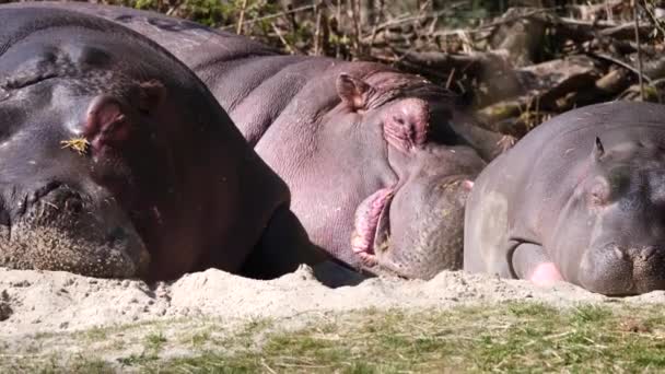 Rodina Hrochů Odpočívající Písku Užívající Krásného Slunečního Světla Venku Zoo — Stock video