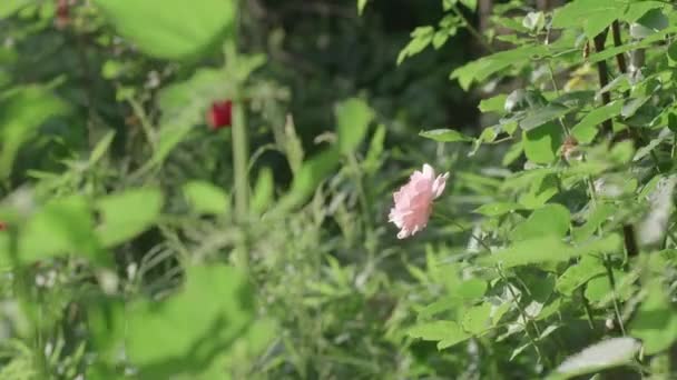 Roze Roos Zwaaien Bewegen Zware Wind Natuur Achtergrond Slow Motion — Stockvideo