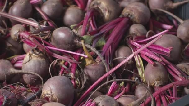 Pile Fresh Raw Beetroot Stem Vegetable Market Close — Vídeos de Stock