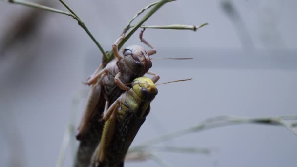 Macro Shot Grasshopper Pareja Teniendo Sexo Aire Libre Tiro Enfoque — Vídeos de Stock