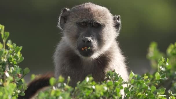 Head Female Baboon Chewing Orange Fruit Lush Cape Town Tree — Stockvideo