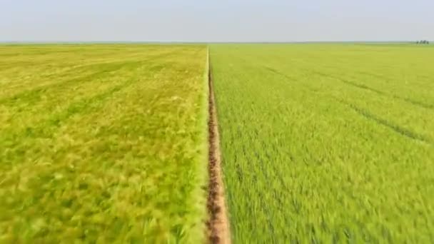 Schnelle Drohnen Luftaufnahme Der Landwirtschaft Gerste Hafer Weizen Drohnenaufnahme Der — Stockvideo