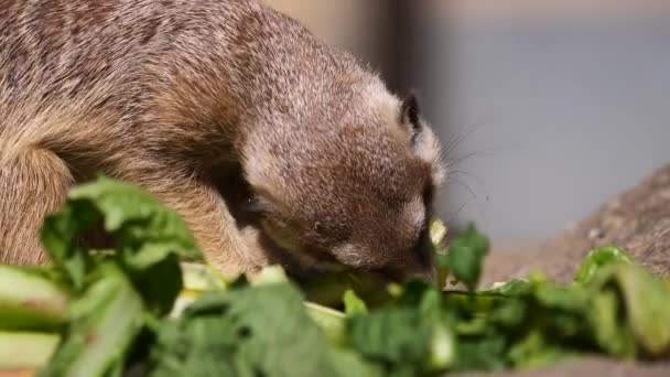 Sluiten Van Baby Meerkat Eten Groenten Buiten Natuur Tijdens Het — Stockvideo