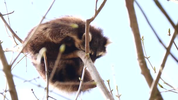 Bodem Shot Tonen Slaperige Wasbeer Hond Neergestreken Tak Van Boom — Stockvideo