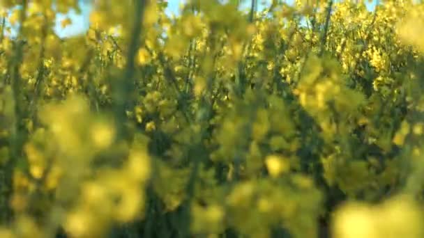 Pov Rising Gently Moving Rapeseed Flowers Reveal Field — стоковое видео