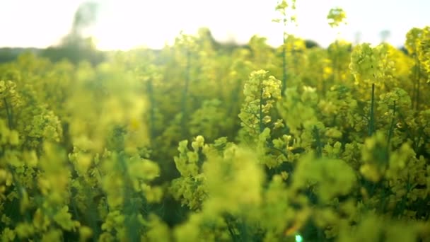 Dolly Bakåt Skott Blommande Raps Fält Naturen Solig Dag Landsbygden — Stockvideo