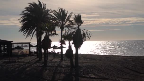 Сцена Пляже Силуэтами Пальм Искрящимся Океаном — стоковое видео