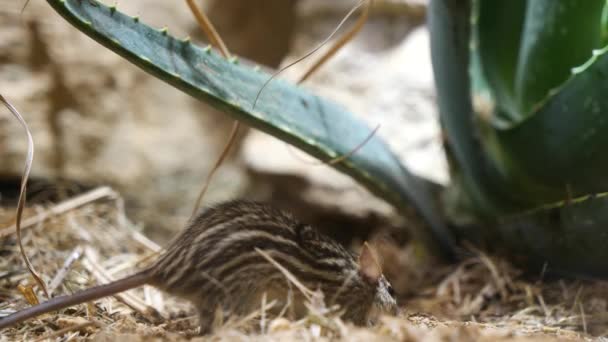 Roztomilé Travní Myš Kopání Mezi Rostlinami Seno Přírodě Hledá Potravu — Stock video