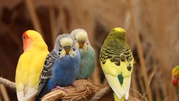 Skupina Pěkně Barevných Kanárků Odpočívajících Větvi Přírodě Zoo Close — Stock video