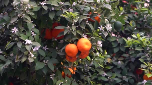 Slow Motion Close Ripe Oranges Growing Tree Green Leafs — Video